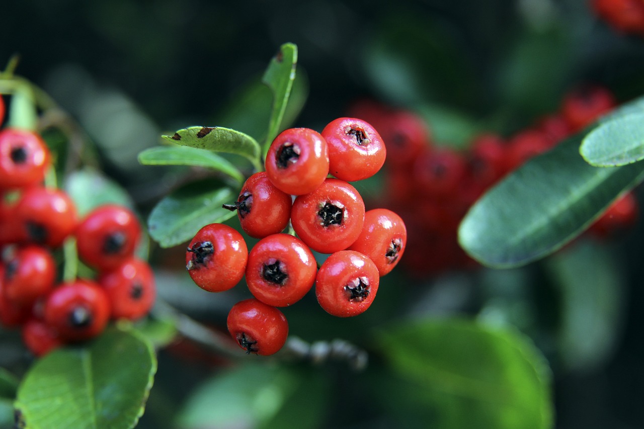 国米4‑0大胜科莫，一举登顶意甲积分榜